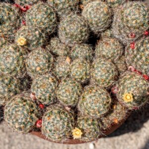 MAMMILLARIA PROLIFERA, MILL - 1374