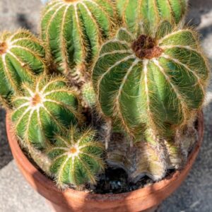 NOTOCACTUS MAGNIFICUS, KRAINZ - 1372