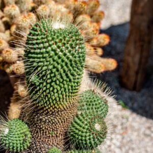 MAMMILLARIA SPINOSISSIMA, CV, UN PICO - 1376