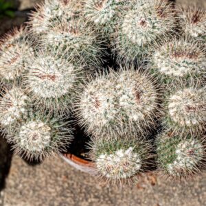 MAMMILLARIA PARKINSONII - 1380
