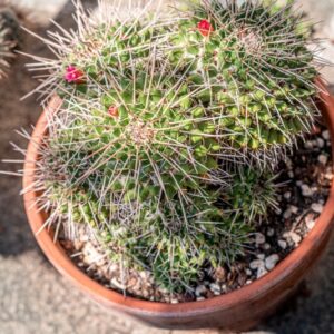 MAMMILLARIA MAGNIMAMMA - 1382