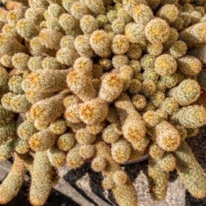 MAMMILLARIA ELONGATA, DC - 1378