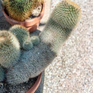 MAMMILLARIA RHODANTHA, LINK - OTTO, VAR FLAVISPINA - 1384