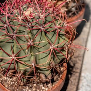 FEROCACTUS PILOSUS - 1386