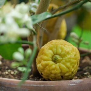 CEDRO GIGANTE - CITRUS MEDICA MAXIMA- RUTACEAE - 1295