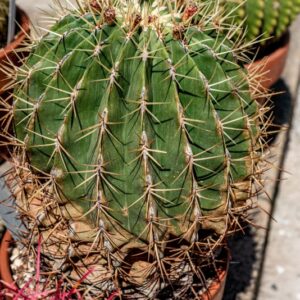 FEROCACTUS HISTRIX, LINDS - 1388