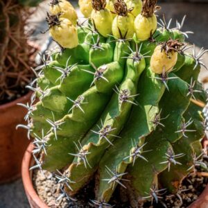 FEROCACTUS PENINSULATE, BRITTON &AMP; ROSE, VAR BREVISPINUS - 1390