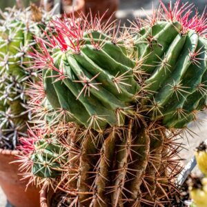 FEROCACTUS STAINESII, PRINGLEI - 1392