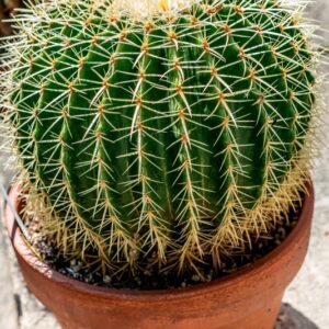 ECHINOCACTUS GRUSONII - 1394
