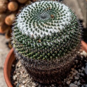 MAMMILLARIA SP - 1396