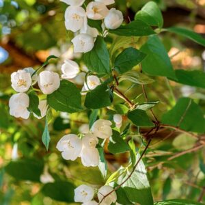 PHILADELPHUS X VIRGINALIS, REHD, CV BURFORDIENSIS, HYDRAGEACEAE, ORIGINE ORTICOLA - 1398