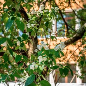 PHILADELPHUS X VIRGINALIS, REHD, CV BURFORDIENSIS, HYDRAGEACEAE, ORIGINE ORTICOLA - 1399