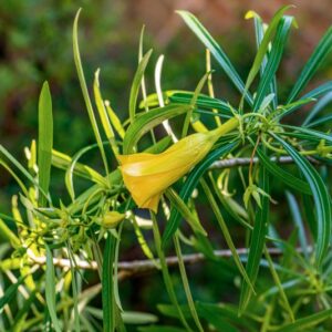 HEIMIA MYRTIFOLIA, LYTHRACEAE - 1402