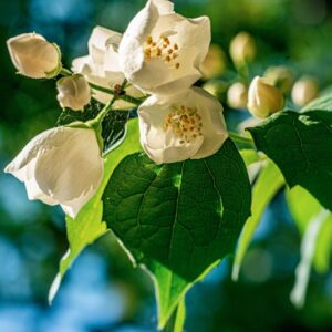 PHILADELPHUS X VIRGINALIS, REHD, CV BURFORDIENSIS, HYDRAGEACEAE, ORIGINE ORTICOLA - 1400