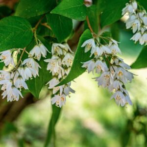 DEUTZIA CRENATA, S-Z, HYDRANGEACEAE, GIAPPONE - 1404