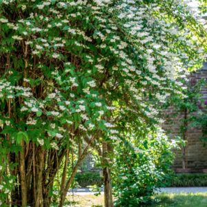 DEUTZIA CRENATA, S-Z, HYDRANGEACEAE, GIAPPONE - 1406