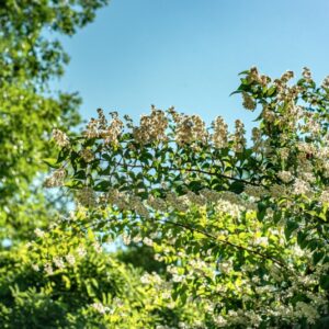 DEUTZIA CRENATA, S-Z, HYDRANGEACEAE, GIAPPONE - 1407