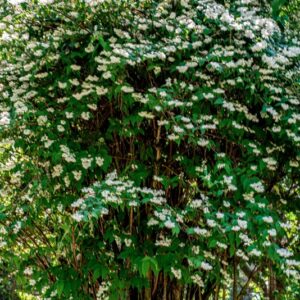 DEUTZIA CRENATA, S-Z, HYDRANGEACEAE, GIAPPONE - 1405