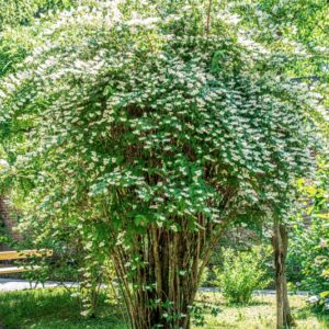 DEUTZIA CRENATA, S-Z, HYDRANGEACEAE, GIAPPONE - 1408
