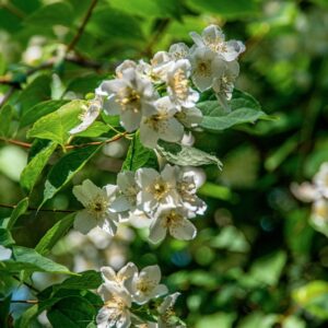 PHILADELPHUS INCANUS, KOEHNE, HYDRANGEACEAE, CINA, CHINA - 1415