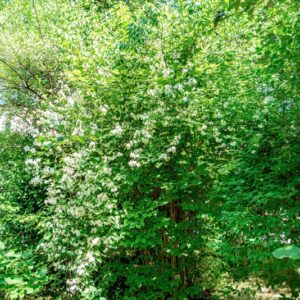 PHILADELPHUS INCANUS, KOEHNE, HYDRANGEACEAE, CINA, CHINA - 1414