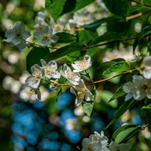 PHILADELPHUS INCANUS, KOEHNE, HYDRANGEACEAE, CINA, CHINA - 1416