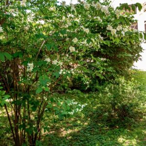 PHILADELPHUS X POLYANTHUS, R, HYDRANGEACEAE, IBRIDO ORTICOLO - 1418