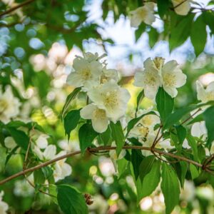PHILADELPHUS X POLYANTHUS, R, HYDRANGEACEAE, IBRIDO ORTICOLO - 1419