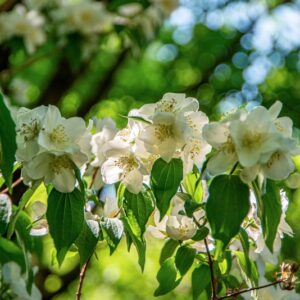 PHILADELPHUS X POLYANTHUS, R, HYDRANGEACEAE, IBRIDO ORTICOLO - 1420
