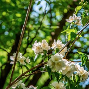PHILADELPHUS X POLYANTHUS, R, HYDRANGEACEAE, IBRIDO ORTICOLO - 1421