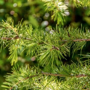 CEDRO DELL'HIMALAIA, CEDRUS DEODARA, G. DON, PINACEAE, HIMALAIA - 1424