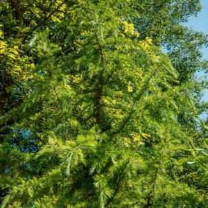 CEDRO DELL'HIMALAIA, CEDRUS DEODARA, G. DON, PINACEAE, HIMALAIA - 1423