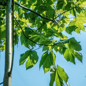 PARASOLE DELLA CINA, FIRMIANA SIMPLEX, W WIGHT, STERCULIACEAE, CINA, GIAPPONE - 1426