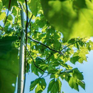 PARASOLE DELLA CINA, FIRMIANA SIMPLEX, W WIGHT, STERCULIACEAE, CINA, GIAPPONE - 1427