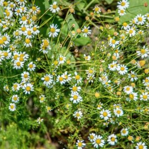 MATRICARIA CHAMOMILLA, L,  ASTERACEAE, EUROPA, ASIA OCCIDENTALE - 1431