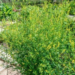 MELILOTUS OFFICINALIS, FABACEAE - 1429