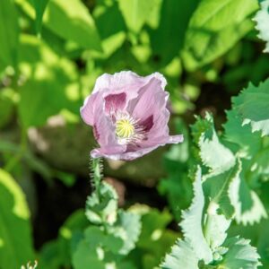 PAPAVER SOMNIFERUM, L, PAPAVERACEAE, REGIONI MEDITERRANEE - 1435
