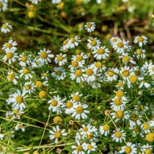MATRICARIA CHAMOMILLA, L,  ASTERACEAE, EUROPA, ASIA OCCIDENTALE - 1432