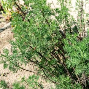 ARTEMISIA ABROTANUM, L, ASTERACEAE, EUROPA, MEDIO ORIENTE, CAUCASO - 1437