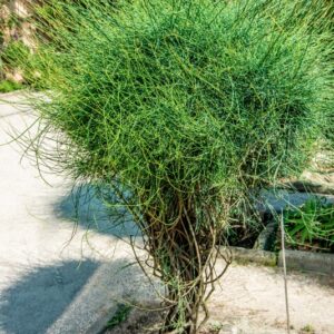 EPHEDRA FRAGILIS, EPHEDRACEAE, REGIONI MEDITERRANEE - 1439