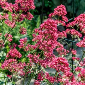 CENTRANTHUS RUBER, DC, EUROPA, SIRIA - 1443