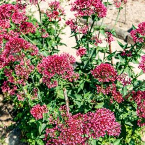 CENTRANTHUS RUBER, DC, EUROPA, SIRIA - 1444