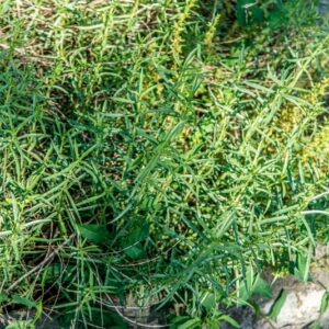 MENTHA CERVINA, OVEST NEDITERRANEO, AZZORRE, LAMIACEAE - 1446