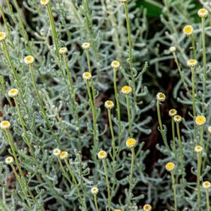 SANTOLINA CHAMAECYPARISSUS, L, REGIONI MEDITERRANEE OCCIDENTALI, ASTERACEAE - 1452