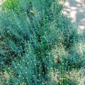 SANTOLINA CHAMAECYPARISSUS, L, REGIONI MEDITERRANEE OCCIDENTALI, ASTERACEAE - 1451