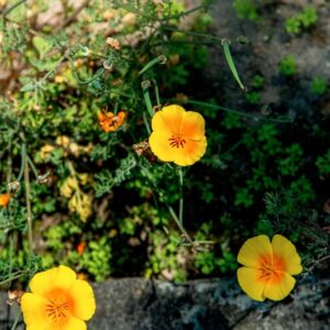 ESCHSCHOLZIA CALIFORNICA, CHAM, PAPAVERACEAE, CALIFORNIA, USA - 1456