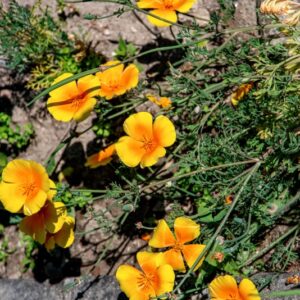 ESCHSCHOLZIA CALIFORNICA, CHAM, PAPAVERACEAE, CALIFORNIA, USA - 1457