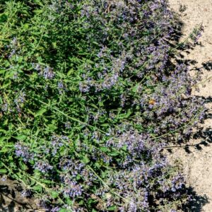NEPETA RACEMOSA, LAM, LAMIACEAE, TURCHIA, IRAN - 1459