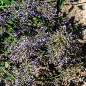 NEPETA RACEMOSA, LAM, LAMIACEAE, TURCHIA, IRAN - 1460
