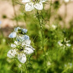 NIGELLA DAMASCENA, L, RANUNCOLACEAE, REGIONI MEDITERRANEE - 1463